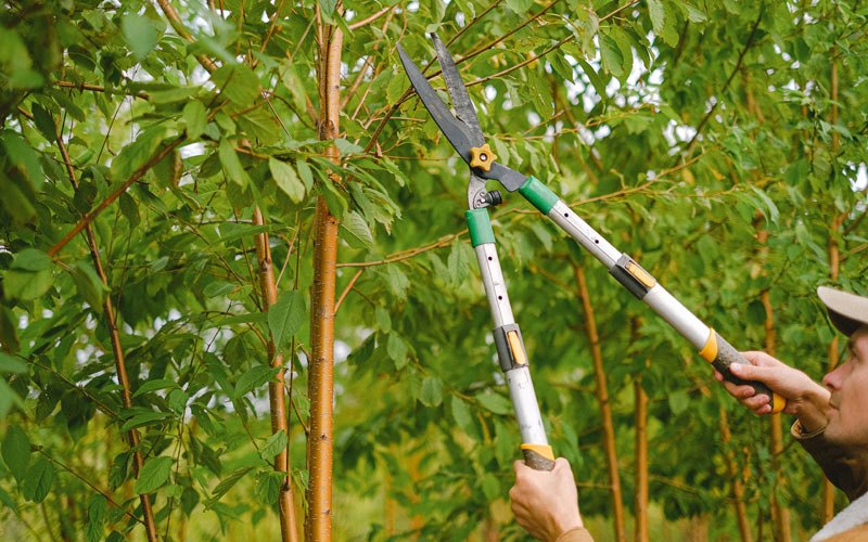 Tree trimming in Yeoman, IN